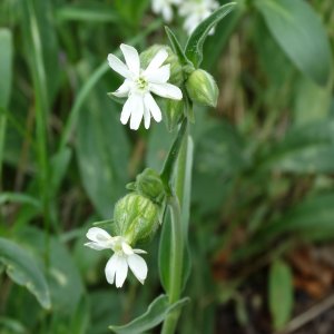 Silene alba ssp. eriocalycina Sin: Silene latifolia