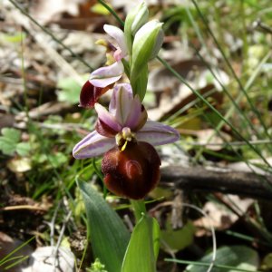 Ophrys ferrum-equinum,Sin: Ophrys labiosa