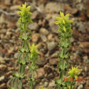 Sideritis montana ssp. montana