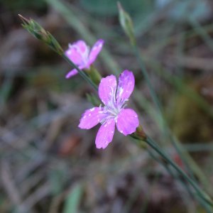 Dianthus ancyrensis