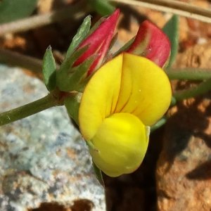 Lotus corniculatus var. corniculatus