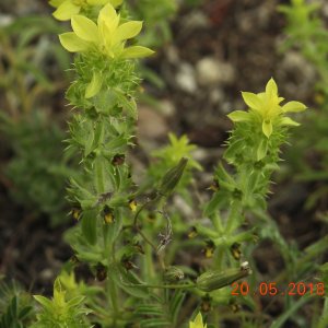 Sideritis montana ssp. montana