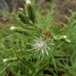 Hirtellina lobelii; Sin:Staehelina lobelii;Staehelina apiculata