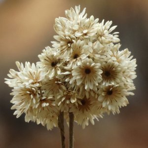 Helichrysum pamphylicum
