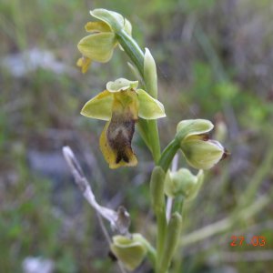 Ophrys lutea subsp. minor. Sin. Ophrys phryganae