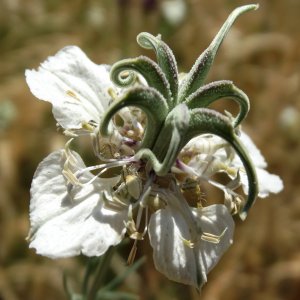 Nigella arvensis ssp glauca