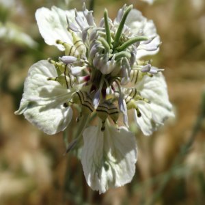 Nigella arvensis ssp glauca