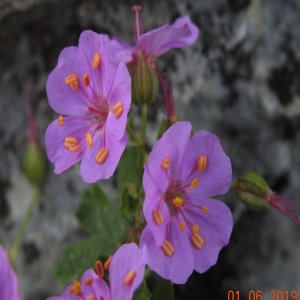 Geranium glaberrimum