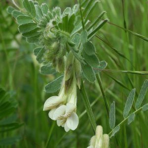 Vicia pannonica ssp. pannonica