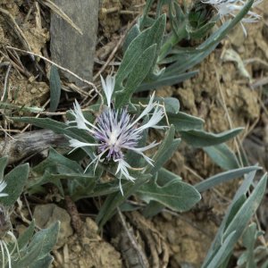 Cyanus thirkei; Sin: Centaurea thirkei; Centaurea napulifera subsp. thirkei