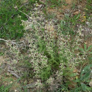 Scrophularia canina ssp. bicolor