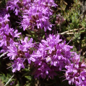 Thymus zygioides var. lycaonicus