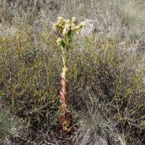 Sempervivum armenum ssp. insigne