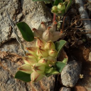 Tripodion tetraphyllum Sin: Anthyllis tetraphylla