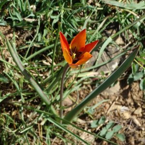 Tulipa orphanidea