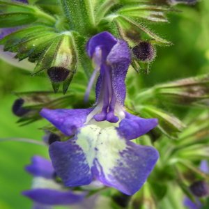 Salvia forskahlei