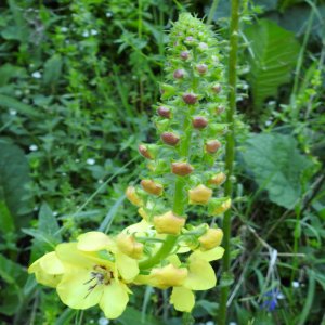 Verbascum spectabile