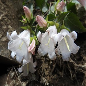 Campanula betulifolia