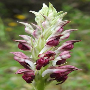 Anacamptis coriophora; Orchis coriophora