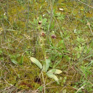 Ophrys argolica