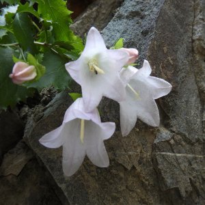 Campanula betulifolia