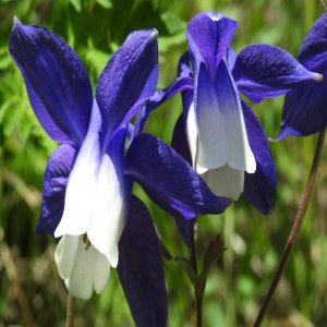 Aquilegia olympica