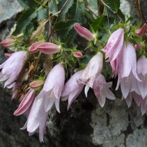 Campanula betulifolia