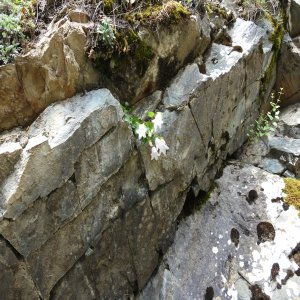 Campanula betulifolia