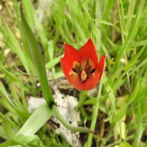 Tulipa orphanidea