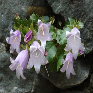 Campanula betulifolia