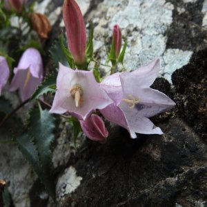 Campanula betulifolia