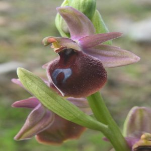 Ophrys argolica