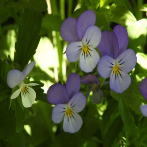 Viola tricolor