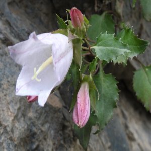 Campanula betulifolia