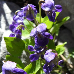 Viola isaurica