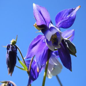 Aquilegia olympica