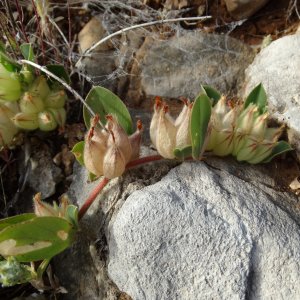 Tripodion tetraphyllum Sin: Anthyllis tetraphylla