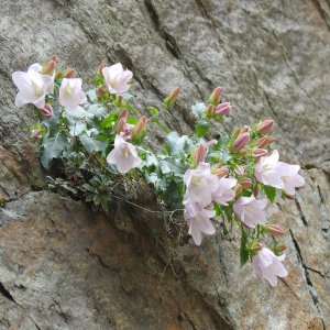 Campanula betulifolia