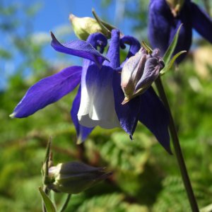 Aquilegia olympica