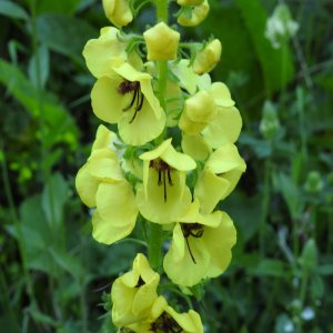 Verbascum spectabile