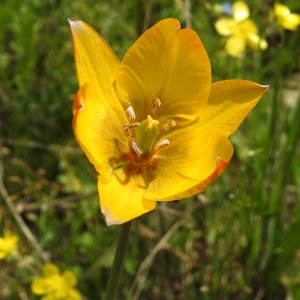 Tulipa orphanidea