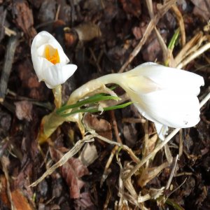 Crocus biflorus ssp. Pulchricolor (albino)