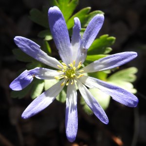 Anemonoides blanda; Sin:Anemone blanda