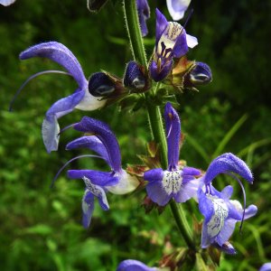 Salvia forskahlei