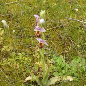 Ophrys argolica