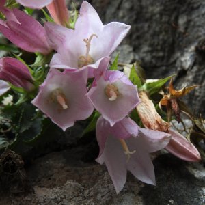 Campanula betulifolia