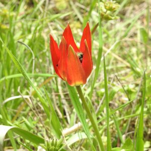 Tulipa orphanidea