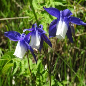 Aquilegia olympica