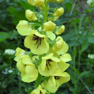 Verbascum spectabile