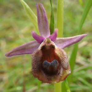 Ophrys argolica